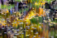 Lily Pad Illusions
