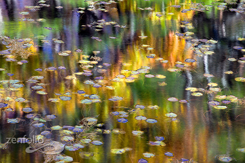 Lily Pad Illusions