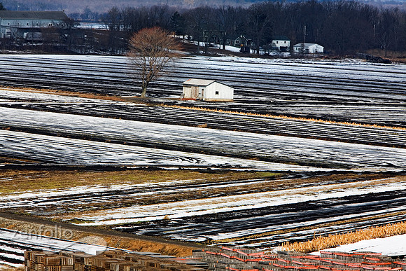Onionfields