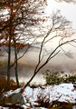 Rising Mist