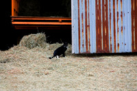 Guarding The Barn