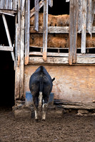 The Trough