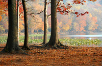 Late Autumn-Rockland Lake, NY